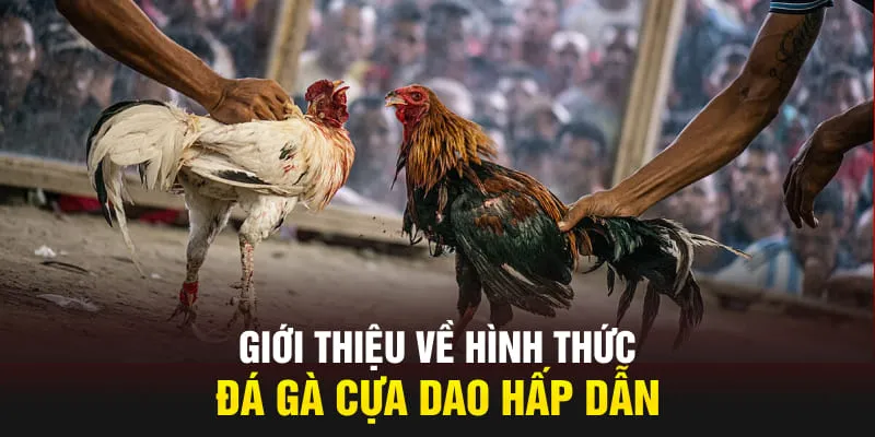 Giới thiệu về hình thức đá gà cựa dao hấp dẫn